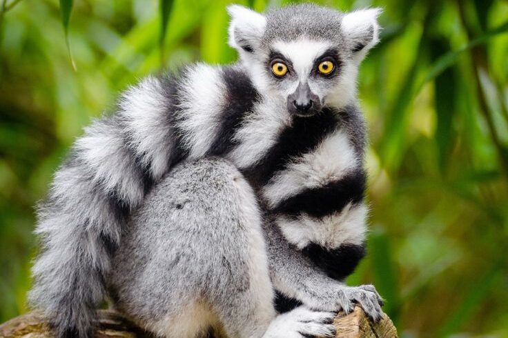 fd955e7f960bd29d006ed7b2d44977df–lemurs-the-app