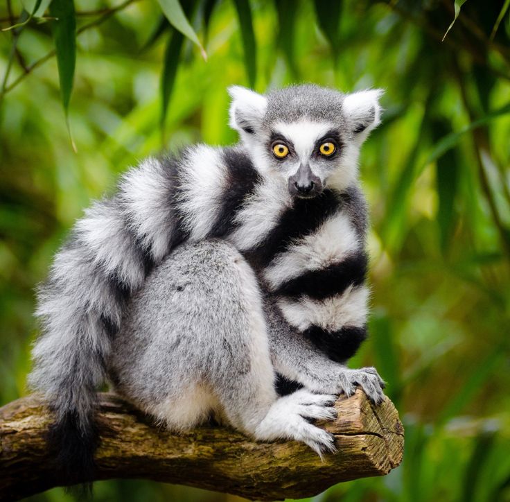 fd955e7f960bd29d006ed7b2d44977df—lemurs-the-app